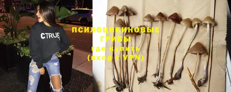 Галлюциногенные грибы Cubensis  Дорогобуж 